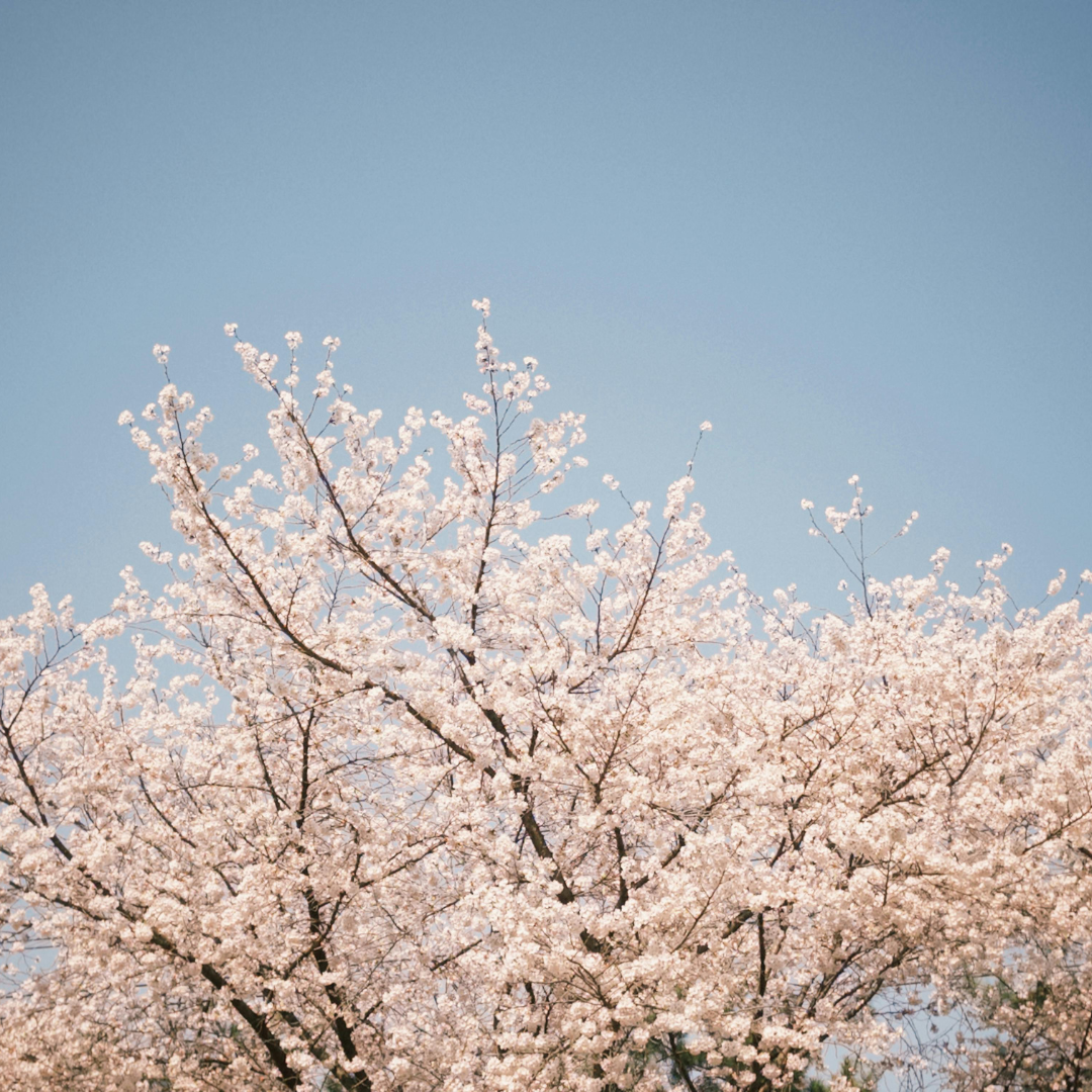 Southern Spring with Chantel! Monday, March 9th, 6-8PM