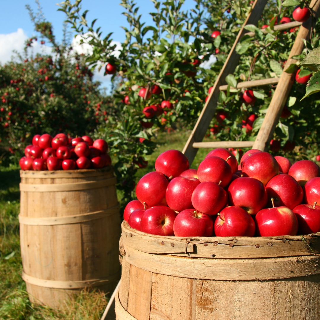 Autumn Apple Harvest with Karen! Wednesday, Sept. 9th, 6-8PM